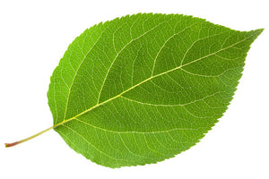 Vegan Collagenimage
