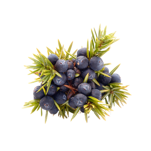 Juniper Fruit Oilimage