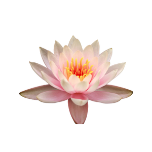 Lotus Blossom Extractimage